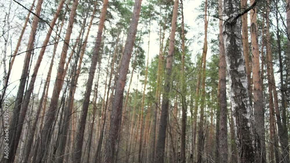 Poster bottom view of tall trees in a forest on bright cloudy sky background. concept. environment and ecol