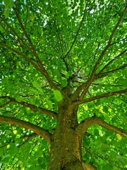 green tree in the forest