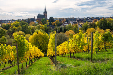 View of an autumnal colored vineyard in the Rheingau / Germany with the church of Kiedrich in the...