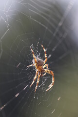 Webspinne im Spinnennetz