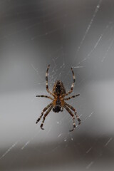 Webspinne im Spinnennetz