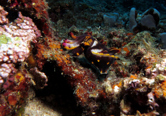 Naklejka na ściany i meble A Metasepia pfefferi more commonly known as Flamboyant cuttlefish Boracay Island Philippines