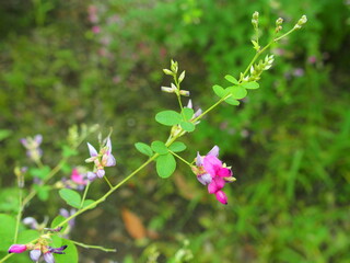 秋の公園に咲く萩の花