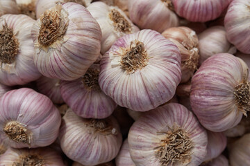 Fresh garlic closeup. Pile of garlic heads. Background of garlic.