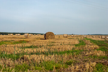 Large bales of hay in a wheat field. There are many stacks around. Meadow in the early autumn. Gold colors