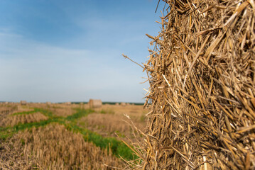 Close up bale of hay in a field under blue sky with cloud. Meadow in the early autumn