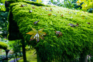 green moss on the tree