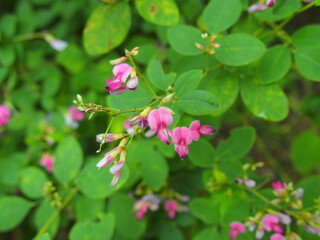 秋の公園に咲く萩の花