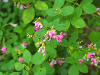 秋の公園に咲く萩の花