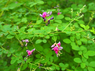 秋の公園に咲く萩の花