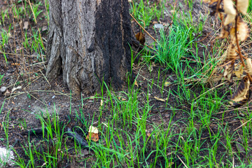 young greenery grass near a tree after a fire