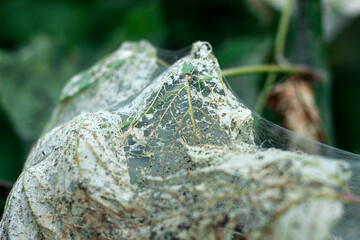 Silkworms eating leaves. Caterpillars eat leaves