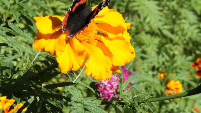 butterfly urticaria eats nectar on a flower