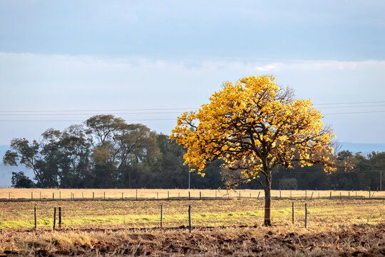 ip&ecirc; amarelo num campo seco na paisagem rural de &Aacute;gua Vermelha em S&atilde;o Carlos S&atilde;o Paulo
