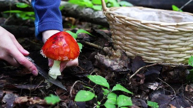 A young girl mistakenly cuts a fly agaric and puts it in a wicker basket. The concept of the danger of collecting poisonous mushrooms, mushroom poisoning.