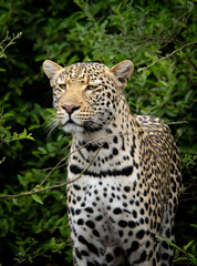 Fototapeta na wymiar close up of leopard, Its Is a beautiful leopard who is looking around for his next pray. Taking in the Kruger Park of South Africa 