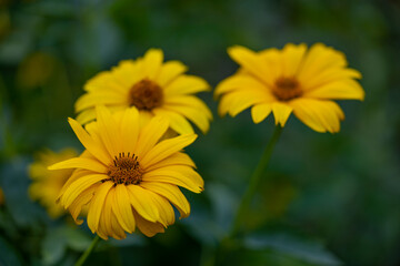 Rough sunflower Heliopsis helianthoides - yellow garden flower - village in Warmia and Masuria. Poland