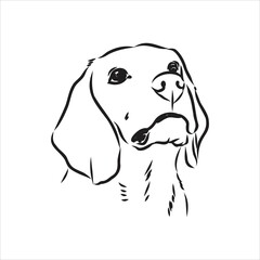 Outlined Beagle dog head. Vector illustration beagle dog is a simple vector sketch illustration