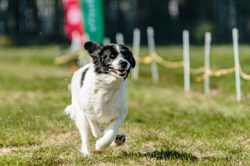 Big dog running in the field on lure coursing competition
