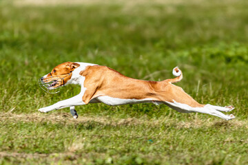 Basenji dog lure coursing competition on green field