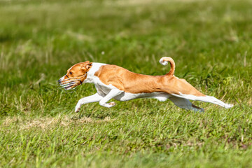 Naklejka na ściany i meble Basenji dog lure coursing competition on green field
