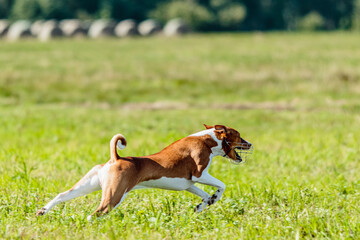 Naklejka na ściany i meble Basenji dog lure coursing competition on green field