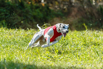 Whippet sprinter dog running and chasing on the field