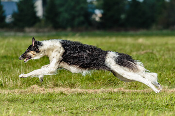 Borzoi dog running in the field on lure coursing competition