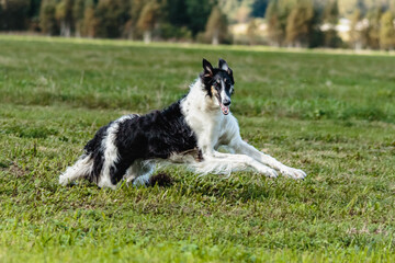 Fototapeta premium Borzoi dog running in the field on lure coursing competition