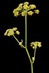 Inflorescence flowers of lovage, lat. Levisticum officinale, isolated on black background - 457121637