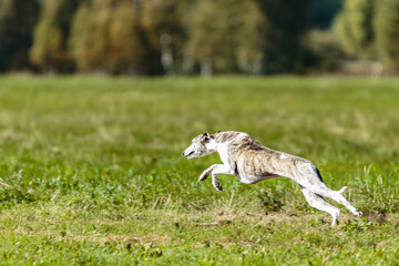 Obraz na płótnie Canvas Whippet sprinter dog running and chasing on the field