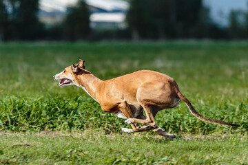 Greyhound dog running and chasing on the field