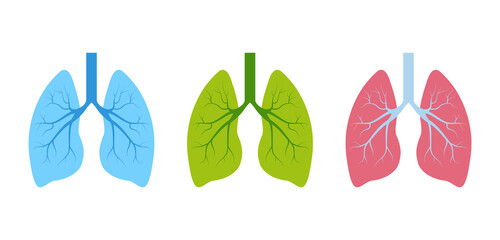 Lung human icon, respiratory system healthy lungs anatomy flat medical organ icon - obrazy, fototapety, plakaty