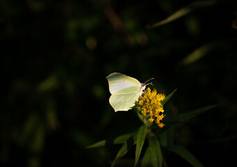 Motyl latolistek cytrynek na kwiatki nawłoci - obrazy, fototapety, plakaty