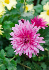 Chrysanthemum in the garden close up