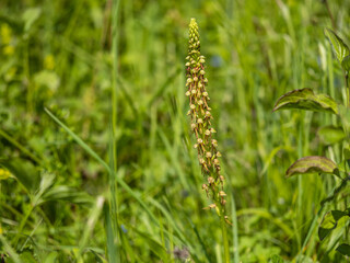 Man Orchid in a Meadow