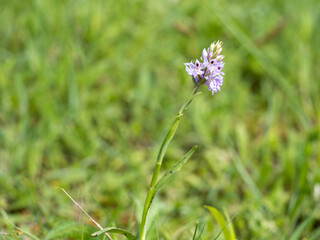 Common Spotted Orchid in a Meadow