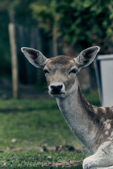 Biche portrait