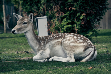 Biche assise