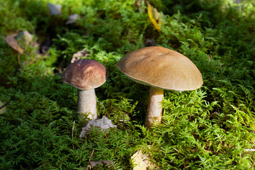 Large boletus on a mossy forest hillock, illuminated by the sun