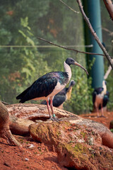 oiseau