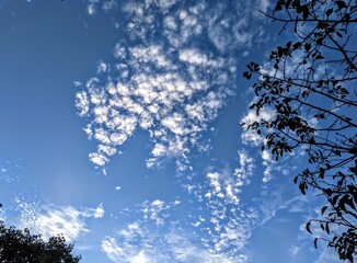 blue sky and clouds and tree