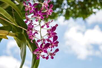 (Dendrobium Orchid), focus on a bouquet of purple orchids in full bloom and beautiful bokeh...
