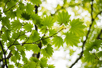 Fototapeta na wymiar Green Maple in Japanese Garden, Seattle, WA