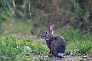 Naklejka na ściany i meble Cottontail Bunny rabbit sitting on grass in a park 