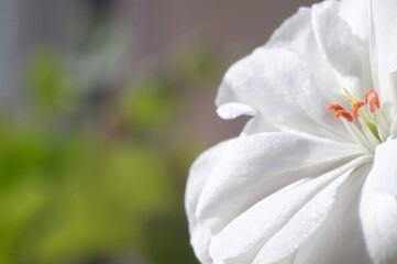 Fototapeta na wymiar white geranium petals with copy space 