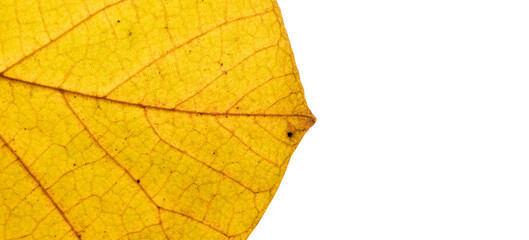 Autumn leaf texture close-up with veins banner format with copy space
