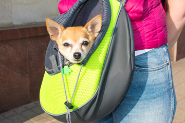 Yaroslavl. Russia. September 20, 2020. Red-haired toy terrier dog sits in a dog carrier bag