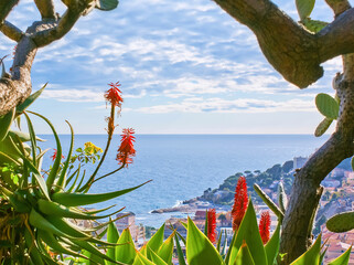 The flowers from the Exotic plants garden in Monaco
