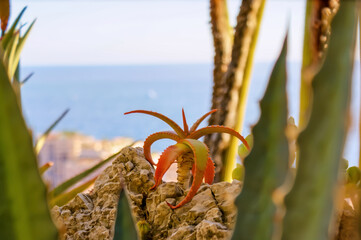 Lovely cactus growing in Exotic plants garden in Monaco